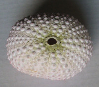 Echinometra mathei Blainville, 1825